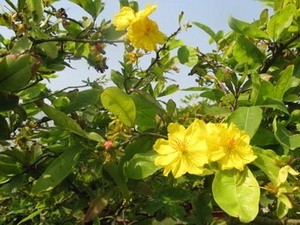 Several apricot blossom trees grown for Tet have flowered early this year, causing loss to famers in the Mekong Delta (Internet Photo)